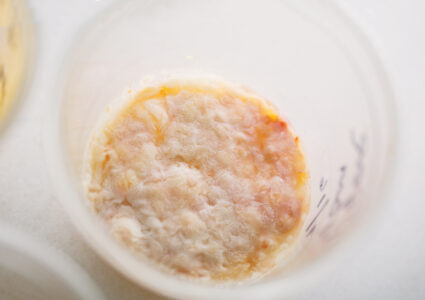 plastic cup with fermented fungal layer on top of liquid in it